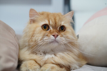 Fototapeta premium Fluffy orange cat long hair big eyes indoor relaxed cute pet feline whiskers soft fur lying down calm adorable expression domestic animal
