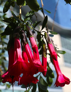 Cantuta, or sacred flower of the Incas, with red, trumpet-shaped flowers