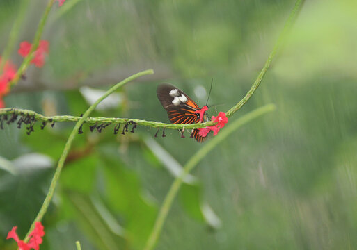 Heliconius Schmetterling