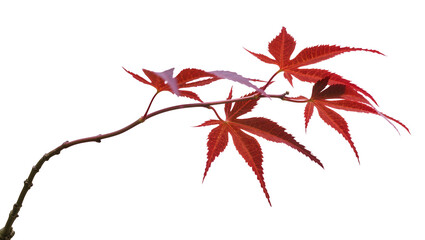 Isolated beautiful vibrant red Japanese maple leaves on a delicate branch showcasing autumn colors © Maria