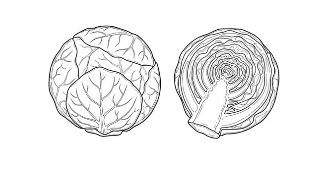 Detailed black and white line art drawing of a whole brussels sprout and a cross section showing its internal leaves.