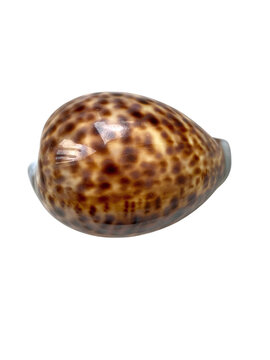 Top view of a spotted tiger cowrie shell on a transparent background