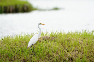 Fototapeta premium great white heron