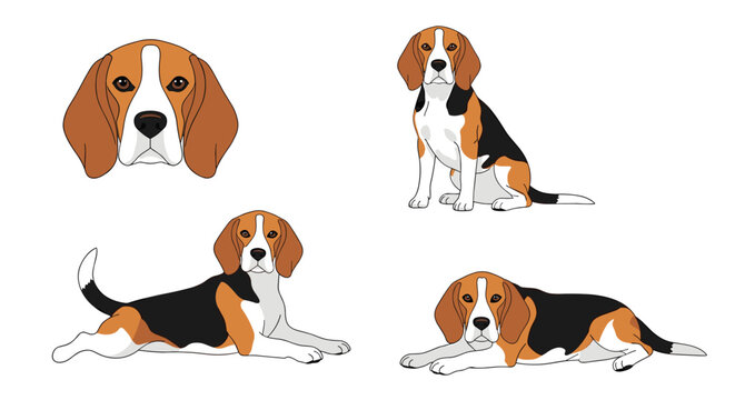 Set of beagle dog illustrations showing various poses including a close-up headshot, sitting upright, and lying down on a white background.