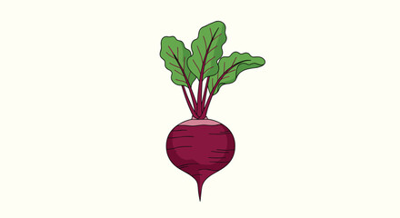 Fototapeta premium Fresh beetroot with its round purple root and tall green leaves with red veins for healthy food and garden themes.