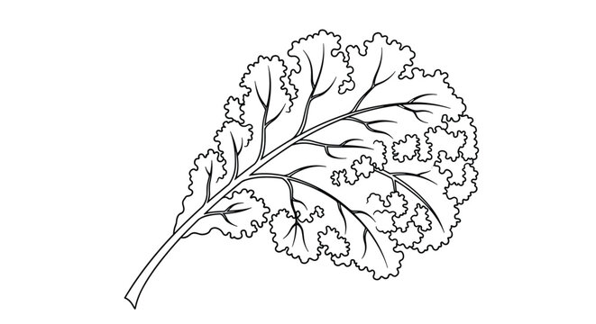 Detailed line art drawing of a single kale leaf showing its curly edges and complex vein structure for healthy food.