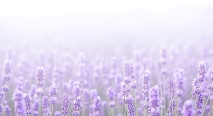 Obraz premium Soft focus lavender field in bloom with gentle light creating ethereal atmosphere for beauty and wellness themes gentle and calm natural background.