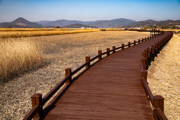 Obraz premium 순천만 습지 갈대 군락지, Suncheon Bay Wetland Reed Colony