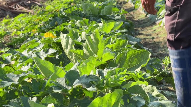 A farmer inspects cucumber plants among broad leaves along cultivated plantation beds while checking crop condition inside a growing environment. Crop cultivation.