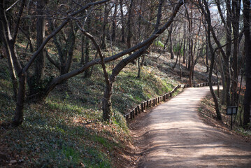 Fototapeta premium 순천만 습지 산책로, Suncheon Bay Wetland Trail