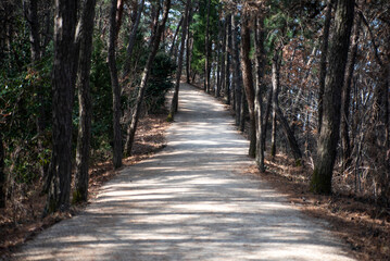 Fototapeta premium 순천만 습지 산책로, Suncheon Bay Wetland Trail