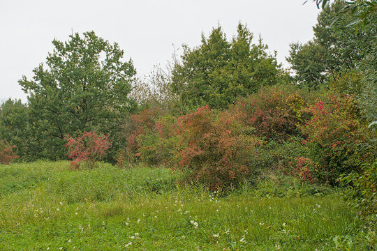 spindle tree with red berries in a green forest in Bourgoyen nature reserve, Ghent, Flanders, Belgium - Euonymus europaeus 
