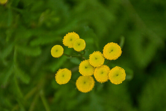 Close up of bright yellow tansy flowers, view from above, selective focus with green bokeh background - Tanacetum vulgare 