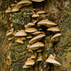 Fototapeta premium Closeup of many oysterling mushrooms growing on a tree - Crepidotus 
