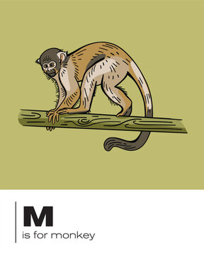 M is for monkey illustration flash card in vector for learning, education and the classroom