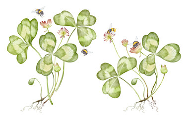 Obraz premium Watercolor hand drawn botanical illustration of wildflower clover isolated on white background. Bouquet with lucky clover, leaves, blooming purple, pink buds, bumblebees. Patrick's day composition