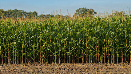 Fototapeta premium Sunny corn field ready for harvest in the flemish countryside in autumn