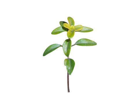 Thymus citriodorus or lemon thyme plant isolated on a white background