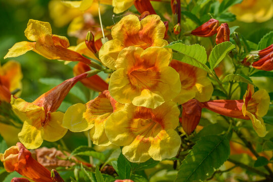 A close up image of the tecoma orange  jubilee flowers.