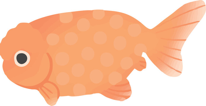Ranchu Goldfish Isolated Vector Illustration Flat Design Japanese Ornamental Fish Side View White Background | らんちゅうの金魚イラスト 横向き観賞魚ベクター 白背景