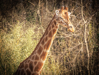 Obraz premium Giraffe Portrait - African Wildlife Close-Up