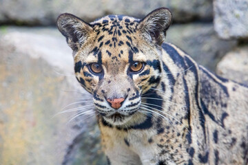 Fototapeta premium I captured this beautiful clouded leopard up close today at the Fort Worth Zoo in Texas, USA.