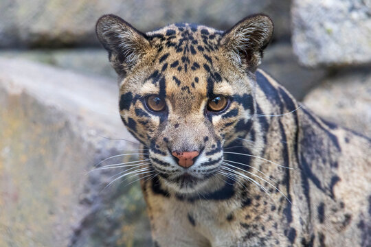 I captured this beautiful clouded leopard up close today at the Fort Worth Zoo in Texas, USA.