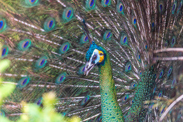 Fototapeta premium Close-Up of a Majestic Peacock - A Royal Display of Peacock Feathers Captured in Fort Worth, Texas, USA.