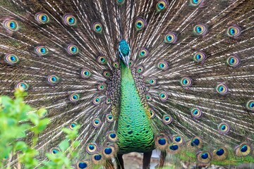 Obraz premium Close-Up of a Majestic Peacock - A Royal Display of Peacock Feathers Captured in Fort Worth, Texas, USA.