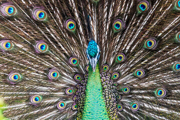 Obraz premium Close-Up of a Majestic Peacock - A Royal Display of Peacock Feathers Captured in Fort Worth, Texas, USA.