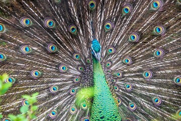 Obraz premium Close-Up of a Majestic Peacock - A Royal Display of Peacock Feathers Captured in Fort Worth, Texas, USA.