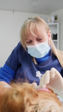 Female veterinarian wearing a surgical mask and gloves performing a dental cleaning on an anesthetized english cocker spaniel, carefully brushing its teeth in a veterinary clinic room. Vertical video