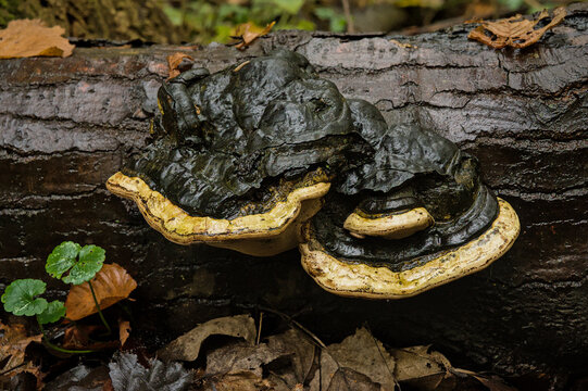 wet black hoof fungus with white border growing on a fallen tree trunk in the autumn forest - Fomes fomentarius 