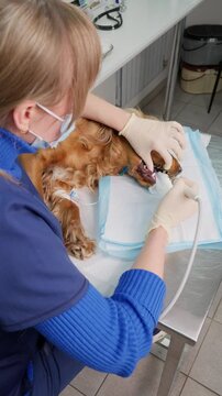 Professional female veterinarian performing ultrasonic dental cleaning on anesthetized english cocker spaniel in modern clinic. Vertical video