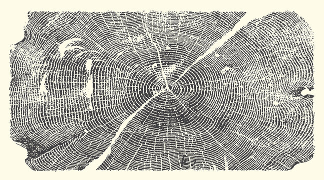 Tree ring vector illustration showing organic wooden grain pattern with concentric circular lines for nature background design template usage