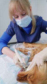 Female veterinarian in mask and gloves performing ultrasonic dental scaling on anesthetized english cocker spaniel in clinic. Vertical video