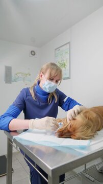 Professional veterinarian cleaning the teeth of an english cocker spaniel under anesthesia, performing a dental procedure in a modern veterinary clinic on a metal examination table. Vertical video
