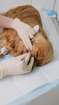 Veterinarian performing dental cleaning on sedated english cocker spaniel on operating table in modern clinic for oral care. Vertical video