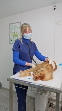 Female veterinarian in a medical mask and gloves examining a sick dog with a stethoscope, checking its lungs and heart, while the animal lies on an examination table with a catheter. Vertical video