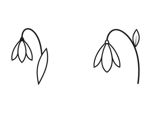 Snowdrops flowers illustrations in minimalistic style  simple line art of two snowdrop flower heads with leaves  isolated on transparent background