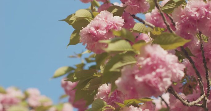 Outdoors in spring, crabapple blossoms bloom.