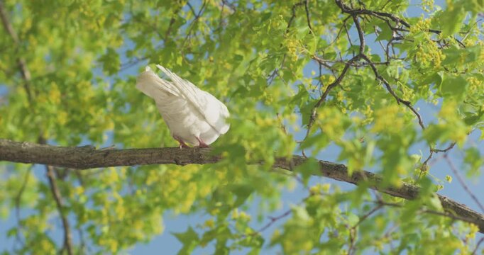 Pigeons alight on tender green branches in the morning