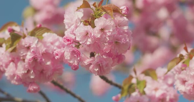 Outdoors in spring, crabapple blossoms bloom.