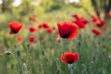 Naklejka premium Poppy blooms in the garden. Bright red poppies against a blurred background of green grass.