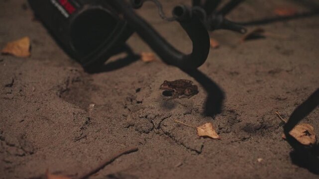 Closeup sandy campsite floor with toad hiding near tent stake, warm lantern glow outlines fallen leaves and gear shadow, intimate nocturnal mood, solo camper scout observing quietly