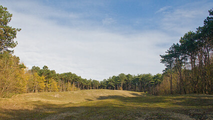 Sunny dune forest in the flemish countryside near De Haan, Flanders, Belgium  © Kristof Lauwers