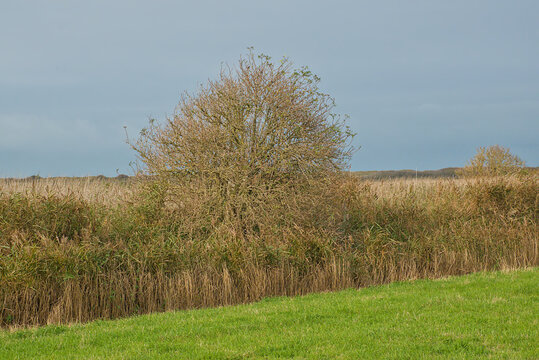 willow tree and reed ij a polder landscape near Blankenberge, Flanders, Belgium