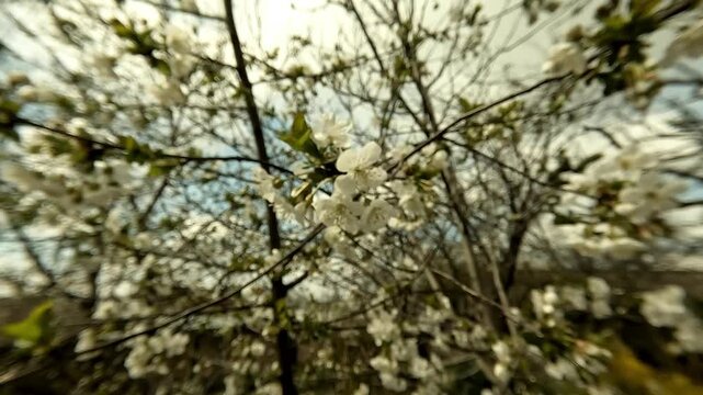 Handheld video moves closer to a blooming cherry blossom in the tree canopy, with soft defocus transitioning into sharp focus on the flower in natural light. 2026