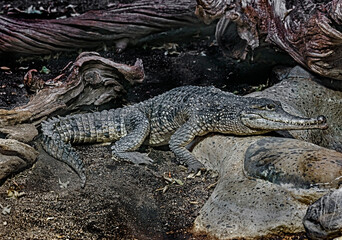 Fototapeta premium Australian crocodile on the ground. Latin name - Crocodylus johansoni