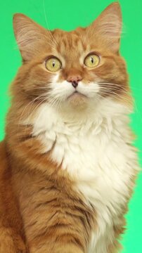 ginger cat on on green screen 